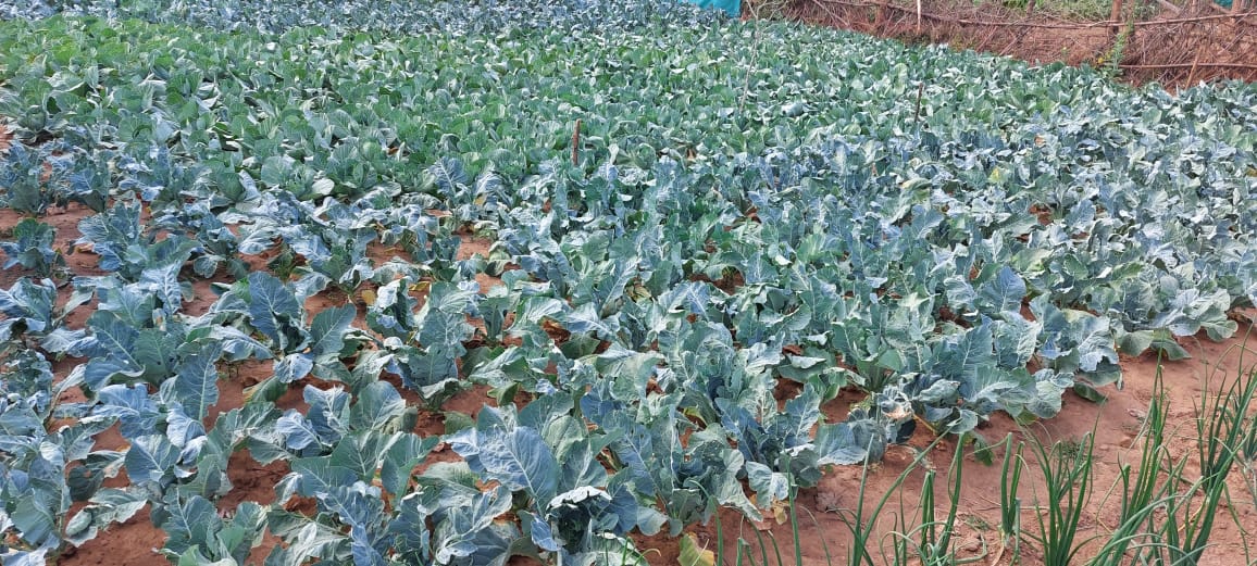 DM_Gajapati's tweet photo. Cabbage and Cauliflower cultivation has been done at Munising village of Cheligada G.P under R.Udayagiri Block. All the input supports provided by ITDA, Paralakhemundi under Mission Jeevika. @CMO_Odisha @scstdevdept @itdagajapati https://t.co/ktbwm8rzxt