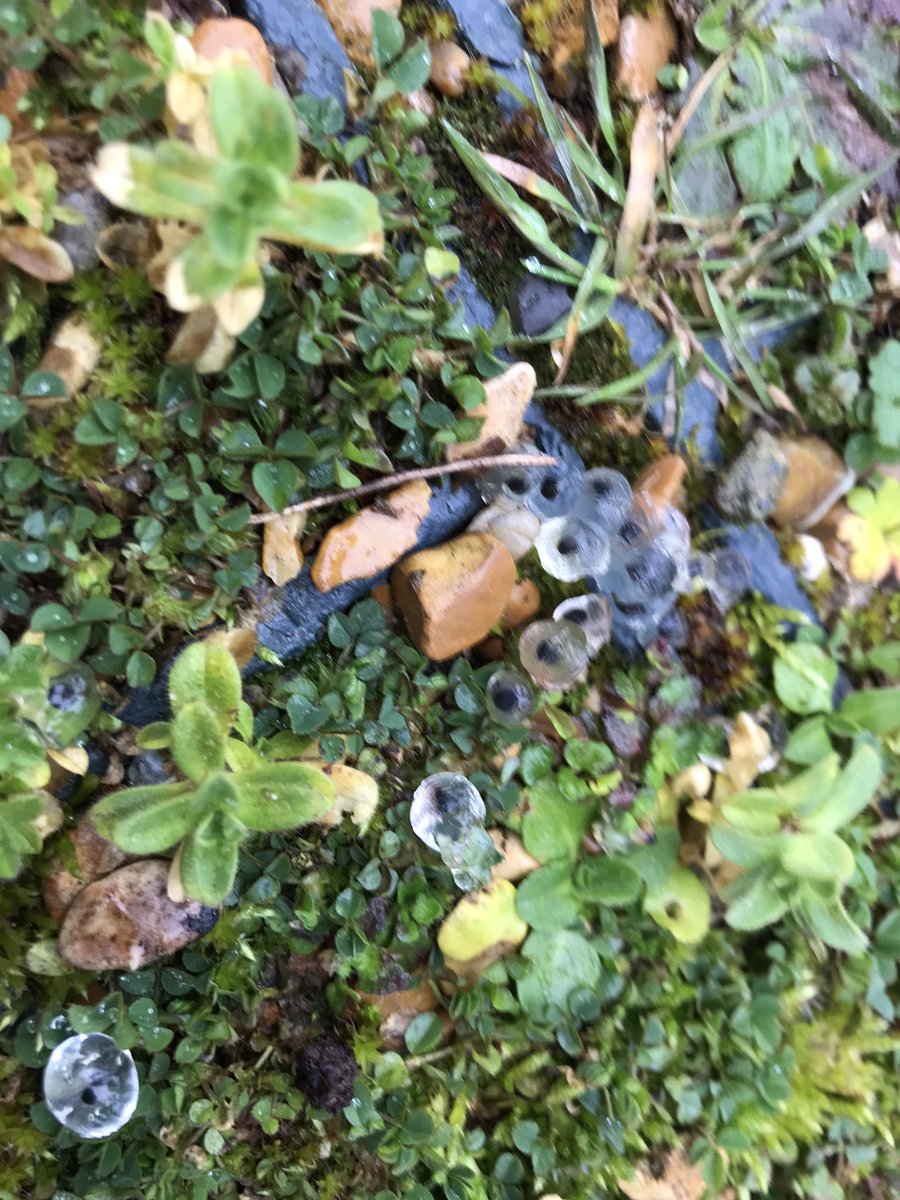 TLA Science Faculty tweet media