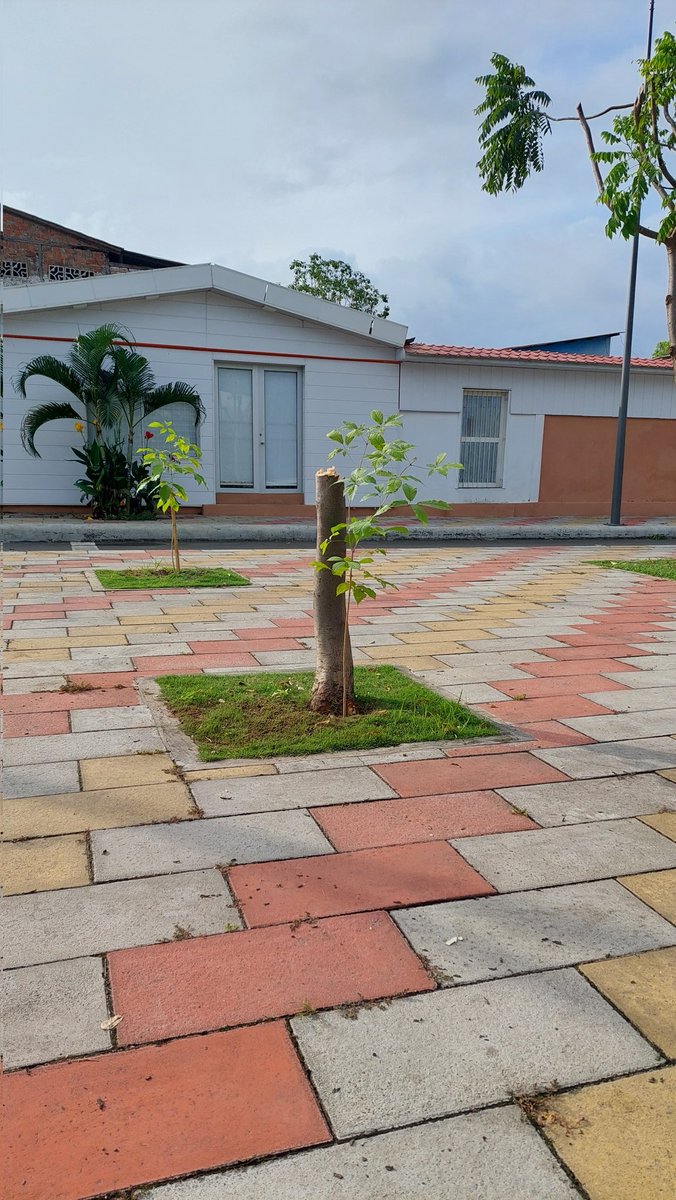 MarcoGilerM's tweet photo. ¿Quién se ha dado a la tarea de cortar los árboles en uno de los ingresos al parque #LasVegas?
En #Portoparques aseguran saber quien es el responsable y anuncian que habrá sanciones.
@PortoviejoGAD
@SaraXtiManabi https://t.co/RKLDai4Tfl