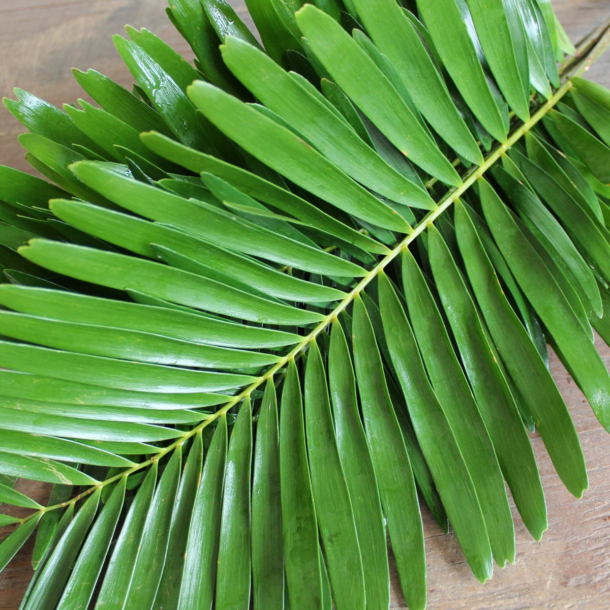 MrLeatherleaf's tweet photo. Spring will be here soon, gear up for a season of SUNSHINE! ☀

If you’re looking for a different fern with a huge appearance, Coontie #Fern is for you, available year-round, online.

🌿 #AmericanGrown
💥 FREE FedEx Shipping
📦 Available at Wholesale

https://t.co/1zKqP0SKPD https://t.co/N3FHto3mFA