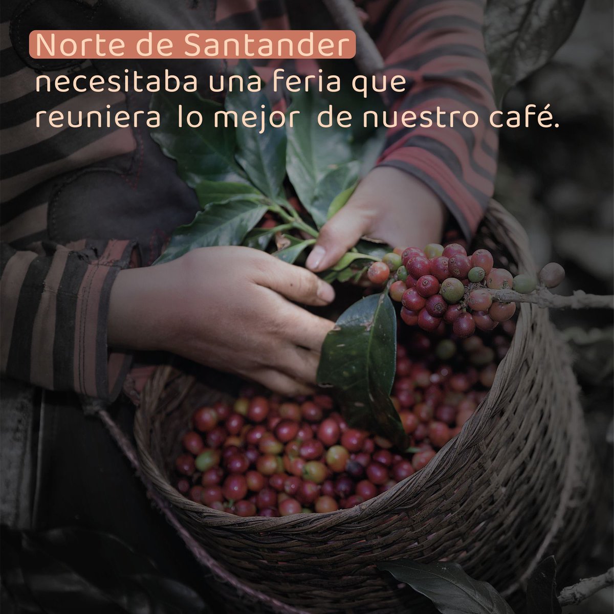 FNC_NteSantande's tweet photo. La feria más importante para el sector cafetero de Norte de Santander se vivirá en Cúcuta los días 1, 2 y 3 de abril. Este evento reunirá por primera vez en la historia a los mejores productores, baristas, académicos, expertos y entidades aliadas. No te la pierdas.
 #CunaDelCafé https://t.co/RGcHl5gRPT