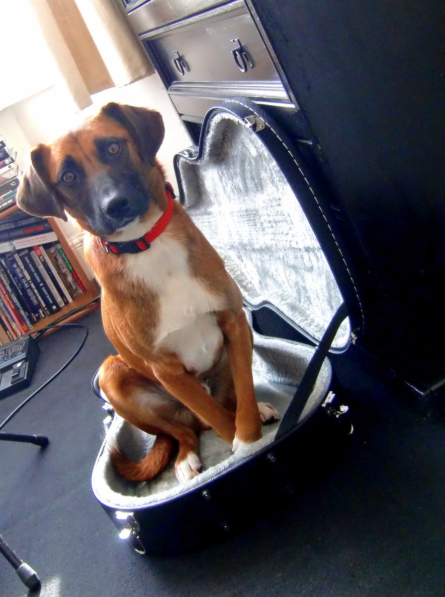 GuitarTutorRich's tweet photo. Rufus Barkov Hound ( yes he's had a swift name change, Tarquin was way too poofy ) Sitting in on guitar lessons and making himself at home. #RockAndRollDog #MusicalPets https://t.co/SZoXQ0J8Fk