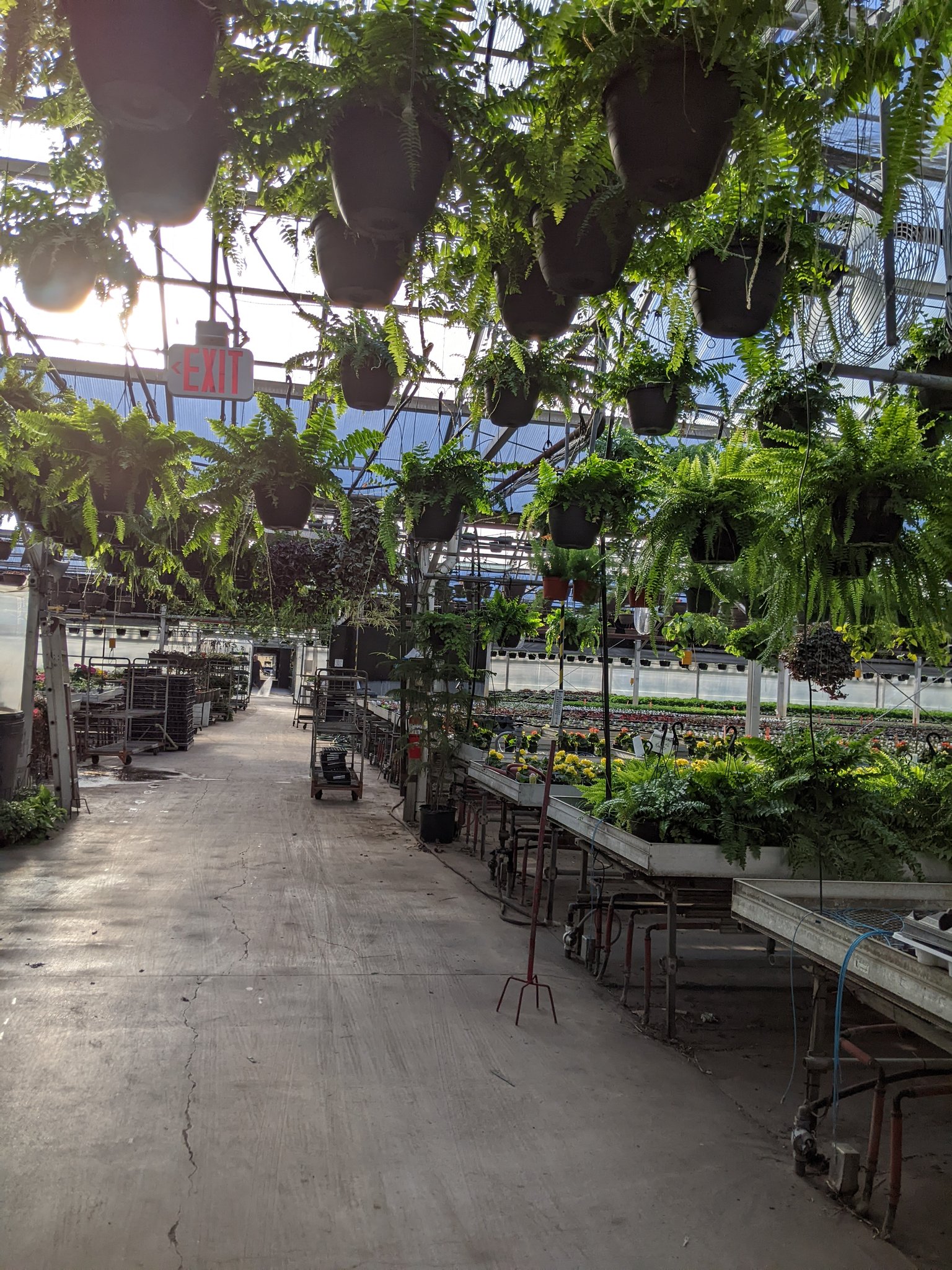 House Plant Hobbyist on Twitter "Working at the greenhouse again today