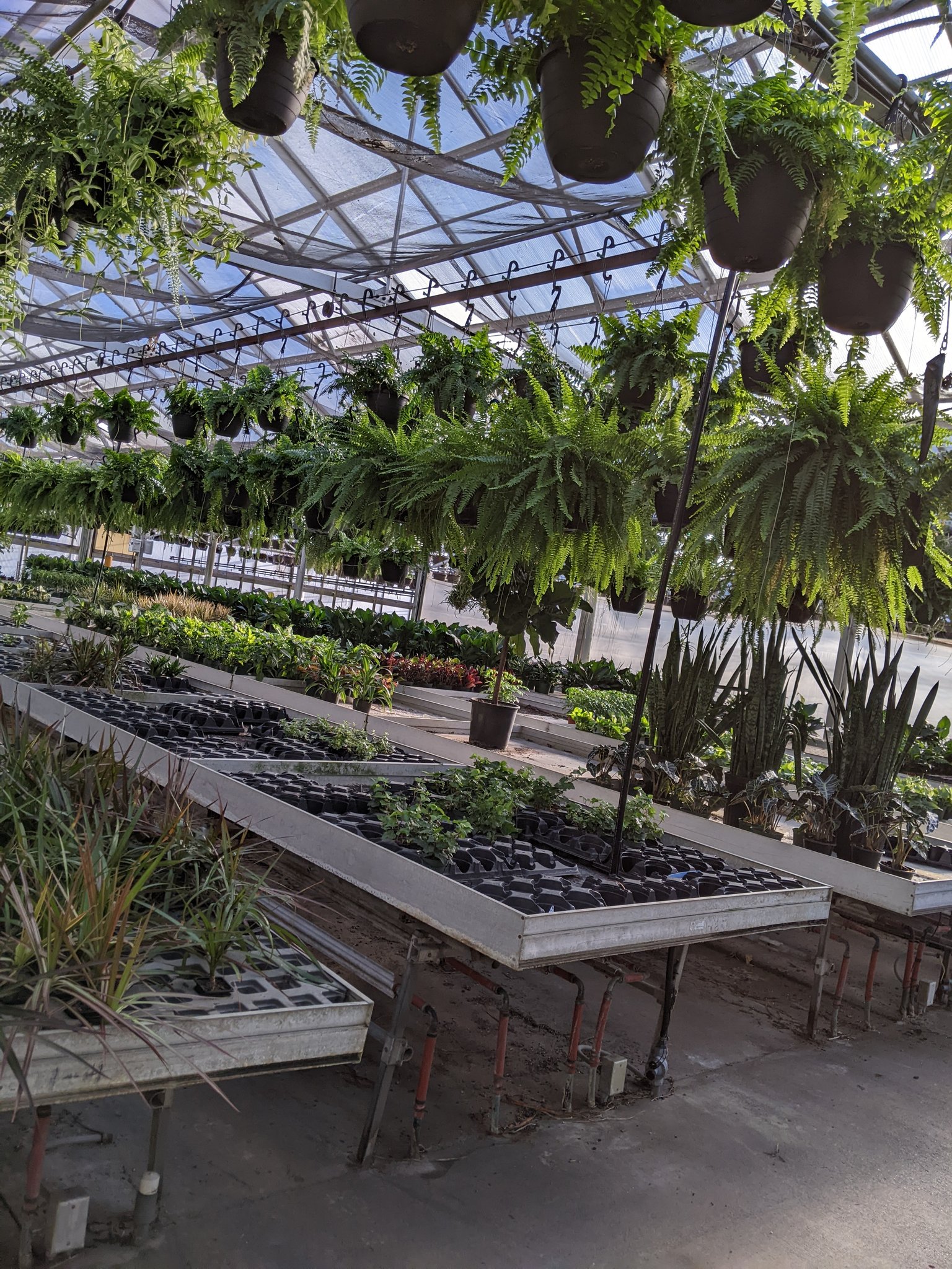 House Plant Hobbyist on Twitter "Working at the greenhouse again today