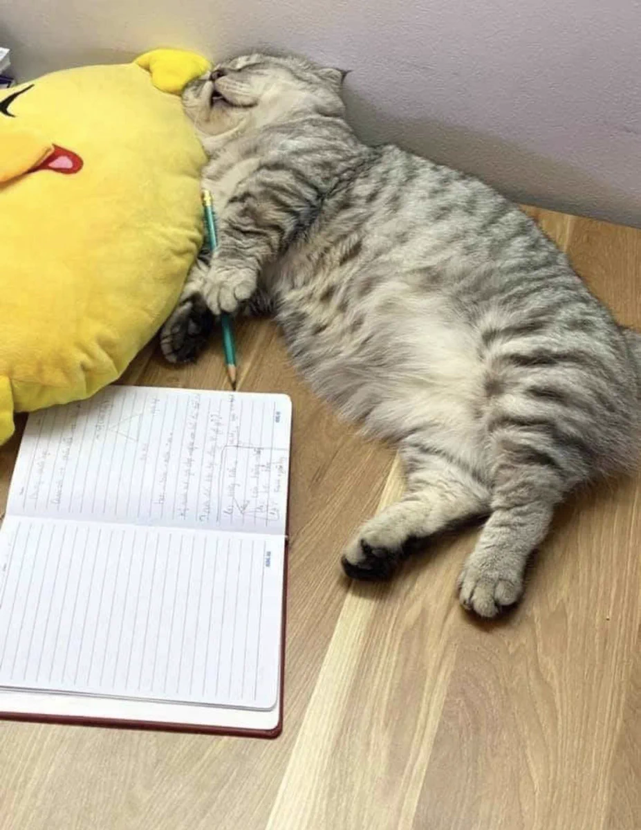 あるある？勉強し始めて５分後の姿www