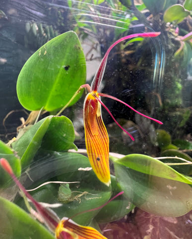 sforchidsociety's tweet photo. Jonathan Fong's Restrepia brachypus from the March Member meeting 

#restrepia #restrepiaorchid #orchidflower #inbloom #sfos #sforchidsociety https://t.co/rwBKpZmsGn