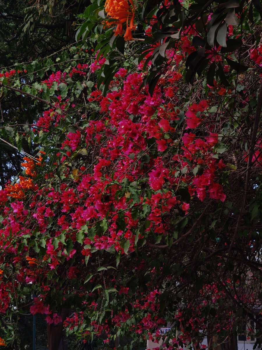 "Bangalore and Bougainvillea" -
A beautifully gorgeous love affair..❤️