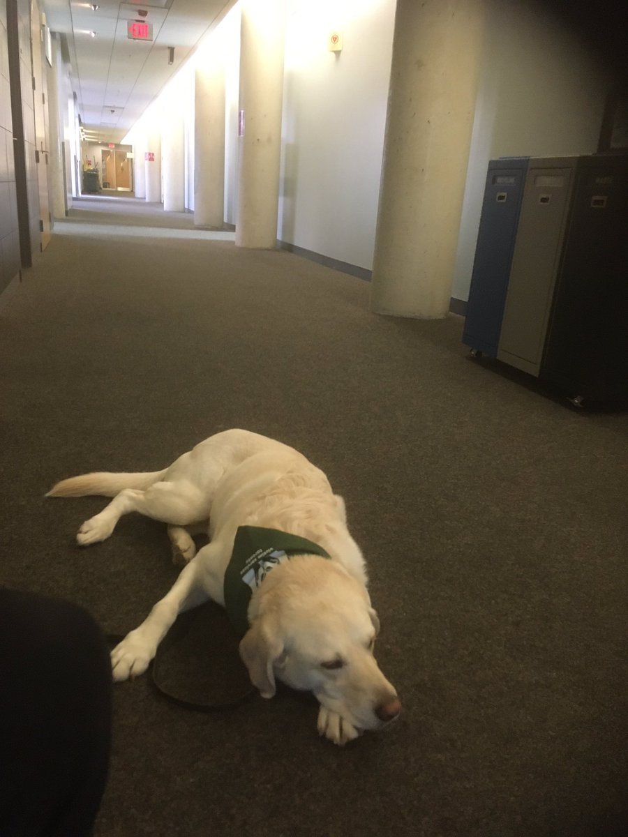 RomanandDandy's tweet photo. Dandy calm time, b4 presenting at @humbercollege. We talked to Justice Program students about Trauma Dogs &amp; @Vstoronto And of course, Dandy made new friends. We were proud to discuss what Dandy &amp; I do, &amp; how @vstoronto can help victims of crime and sudden tragedies. https://t.co/3Q6h6PqWE1