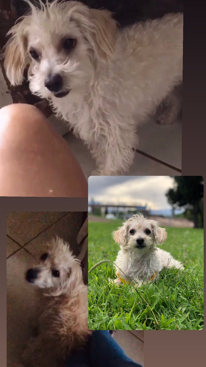 Por favor estoy desesperada buscándolo desde anoche si pueden difundir se los agradezco, es chiquito no sabe andar en la calle, se llama Apolo se perdió por calle Chile 4842 de Villa Nueva Guaymallén.
Mi número es 2616220150