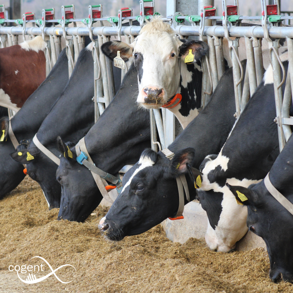 cogentbreeding's tweet image. Did you know? Feed costs represent up to 50% of the total costs on UK dairy farms.
EcoFeed is our feed efficiency index designed to reduce feed on farm!
Lower feed costs and lower carbon footprint! 🌱
