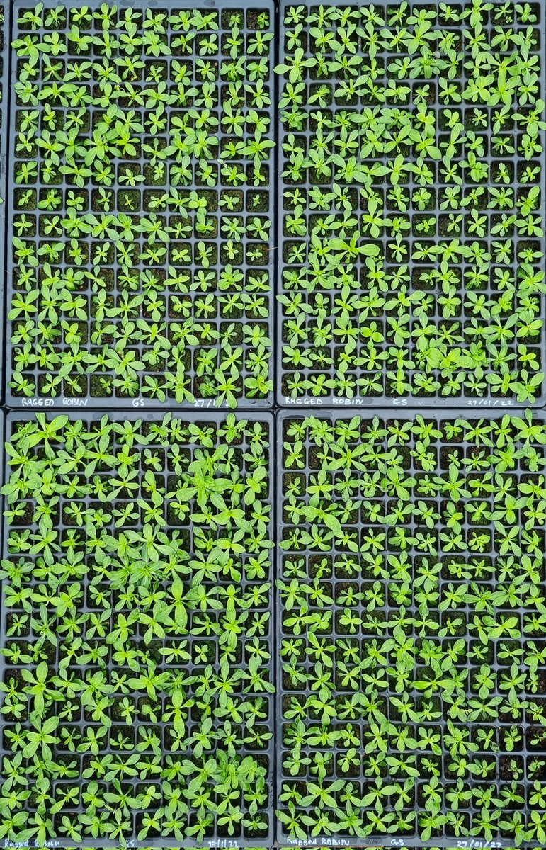 AdsmcgA's tweet photo. Seedlings coming on really well - these were sown in November then pricked out 6 weeks ago by my #plantingforpollinators colleagues Michael, Amelia and @bumble_being as part of their training, thanks 👍🍀☘️
#raggedrobin #growwildflowers #peatfree #plugplants #greenplanet https://t.co/sGH7kBkzvy