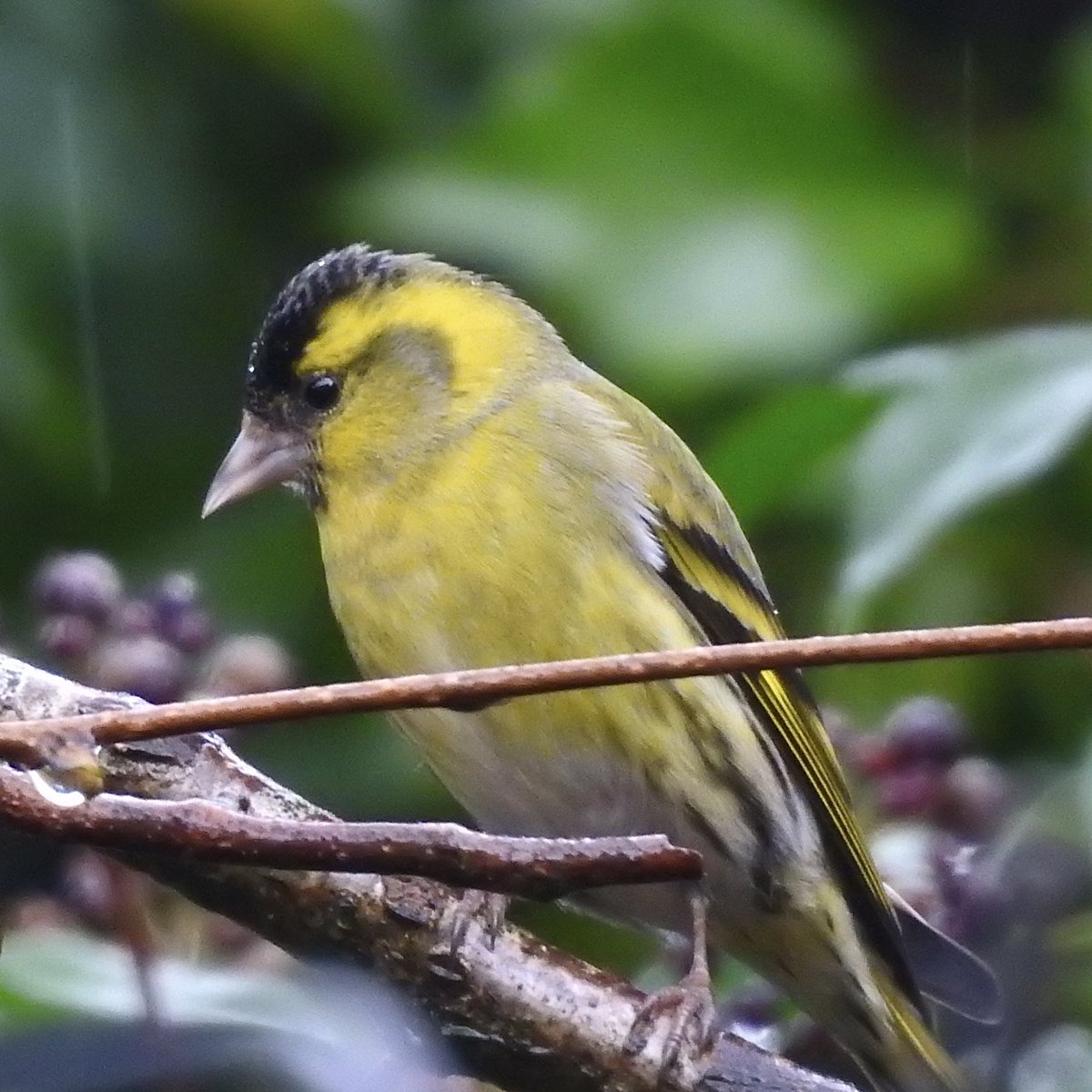 bernoid's tweet photo. Busy today on the bird buffet #lookingatbirds https://t.co/9ILwclVeqk