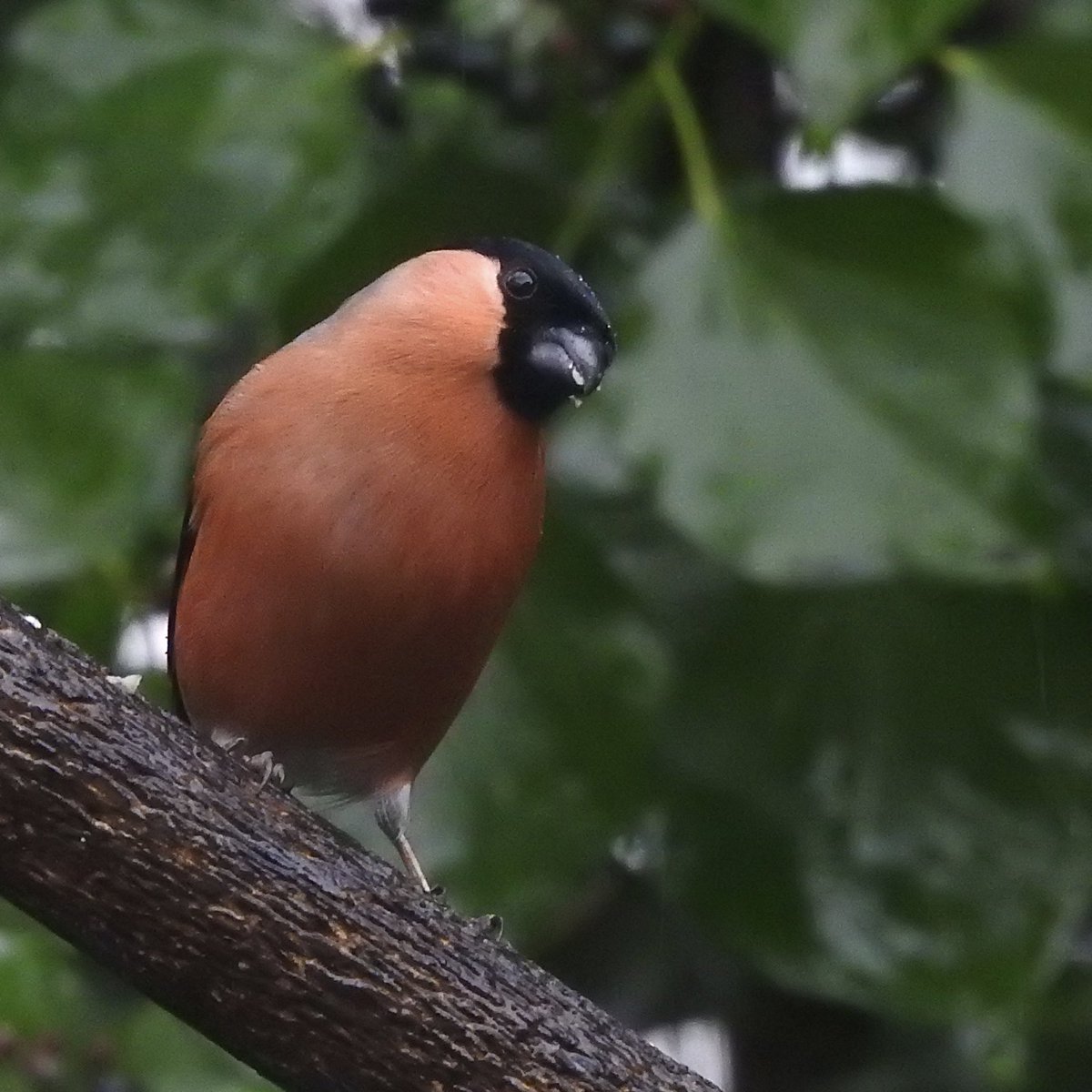 bernoid's tweet photo. Busy today on the bird buffet #lookingatbirds https://t.co/9ILwclVeqk