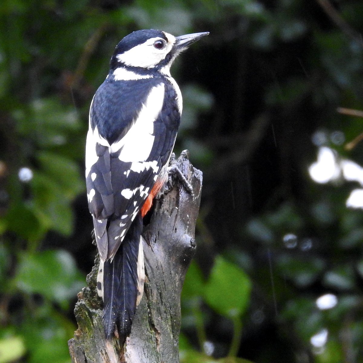 bernoid's tweet photo. Busy today on the bird buffet #lookingatbirds https://t.co/9ILwclVeqk