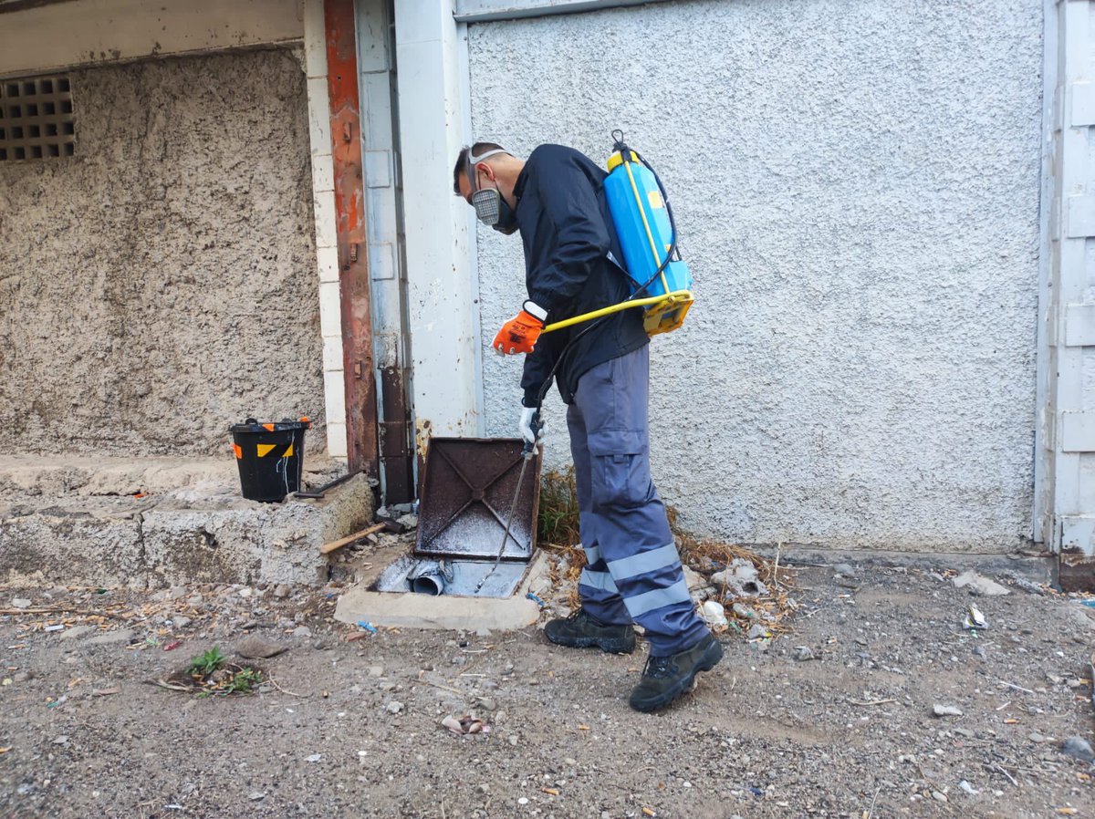 LPGCSaludPublic's tweet photo. #ControlDePlagas
Otro equipo realizó tratamiento contra 🪳 con pintura insecticida y contra 🐀 en #PlazoletaTegoyo y en #CalleVerdi 
Nuevas zonas tratadas con este potente y eficaz producto insecticida de larga duración (8-10 meses). Seguiremos ampliando a otros puntos de LPGC https://t.co/9PECNR4Vgu