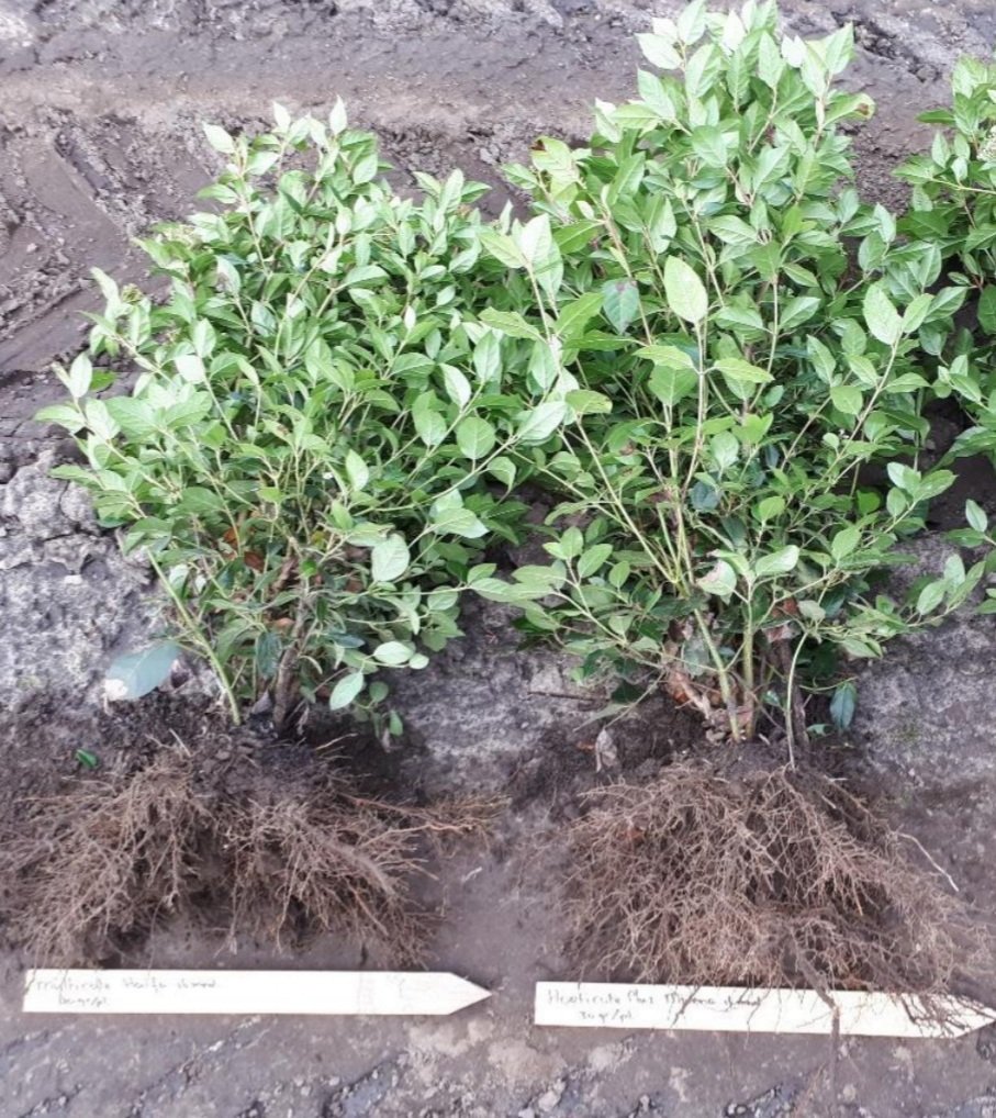 Mivena - Focus on tree nurseries

Over the past years, we as Mivena have developed a large package of fertilizers for the tree nurseries. It is therefore time to put these products in the spotlights.

mivena.nl/focus-on-tree-…