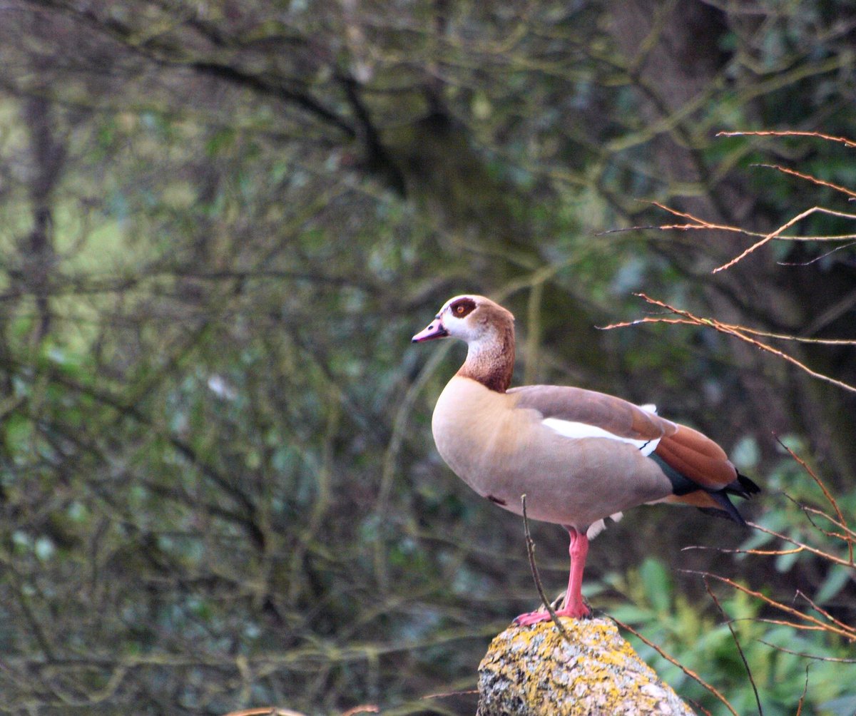 alfriett's tweet photo. @RSPB_BurtonMere egyptian goose this morning at burton mere https://t.co/DkW3OZx1lY