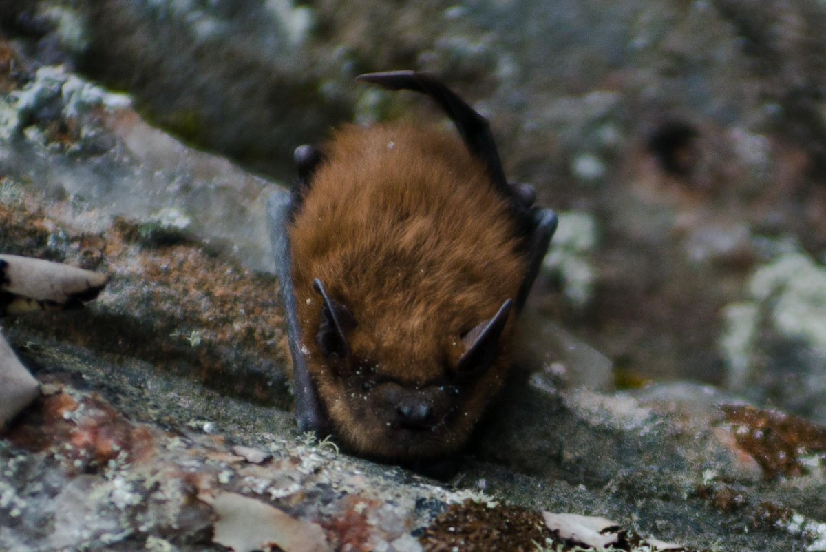 Please share: 
Last-minute, fully funded MSc opportunity in our group <a href="/CarletonBiology/">Carleton Biology</a>!  #Urban #ecology of #bats, in collaboration with <a href="/TheTorontoZoo/">The Toronto Zoo</a>  and <a href="/TobyJThorne/">Toby Thorne</a>. Field work (paid) starts May 2022; MSc starts Sept 2022. Apply by March 30. Details: 
christinadavy.wordpress.com/about/opportun…