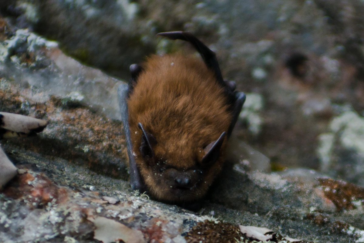 Please share: Last-minute, fully funded MSc opportunity in our group @CarletonBiology! #Urban #ecology of #bats, in collaboration with @TheTorontoZoo and @TobyJThorne. Field work (paid) starts May 2022; MSc starts Sept 2022. Apply by March 30. Details: christinadavy.wordpress.com/about/opportun…