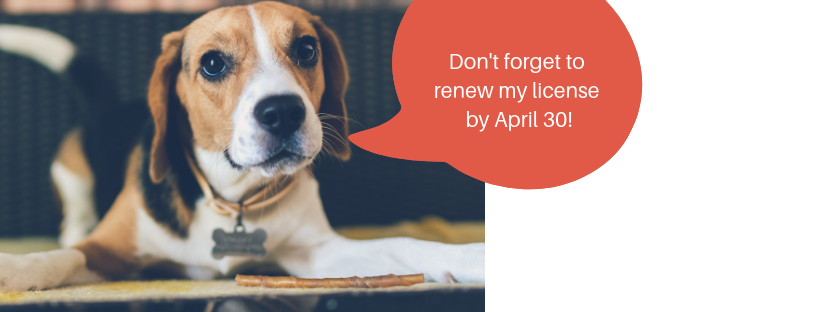 CityOfConcordNH's tweet photo. DOG LICENSES
State of NH RSA 466:1 requires every owner or keeper of a dog 4 mos of age or older license said dog in the municipal clerk’s office in the city/town in which the dog is kept, effective from 5/1 through 4/30 of the subsequent year.
More info: https://t.co/OYR4yNV1Kb https://t.co/bj00vaBums