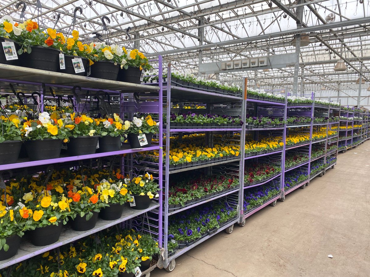 BellNursery's tweet photo. Color, color, color! Grab your ready to use containers that are in your local Home Depot today! #Bellsgorgeouscolors @brettguthrie8 @brianfrombell https://t.co/HwYbvUVzfp