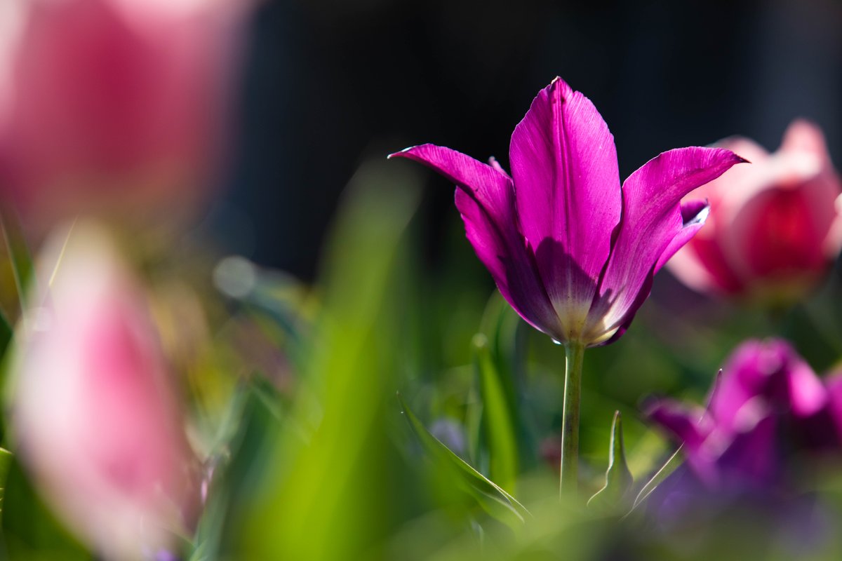 TCU's tweet photo. Here's a sneak peek of what our students have to look forward to as they return to campus after spring break! #TCUtulips 🌷 (Side note: these photos were taken yesterday before the winter weather came back with a vengeance) https://t.co/jdt7t1ljUz