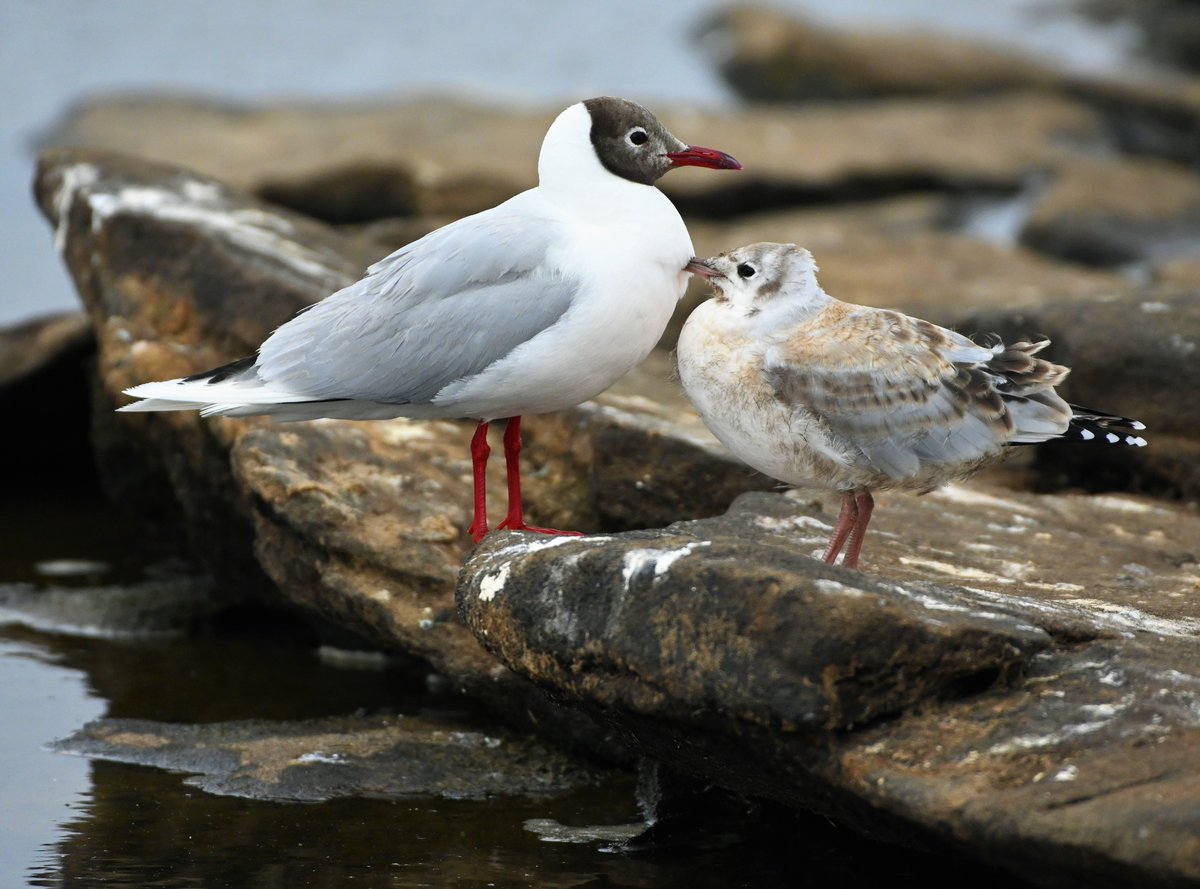 Sue Luxton tweet media