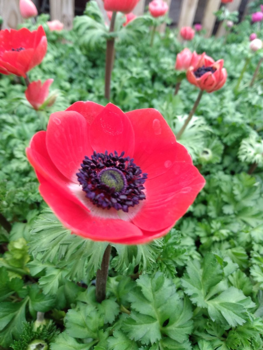 Just look at these!!!!! Beautiful spring Anemones and Ranunculus in stock now! They are glorious

#gardening #pollinators #instocknow #flowering #expertsinplants #getplanting #stalbans #familybusiness #gardencentre #spring #burston #flowers #northlondon