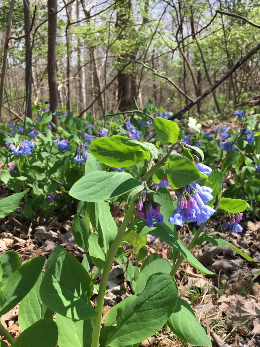 ValleyViewUs's tweet image. Celebrating 20 years at Valley View!
We have lots of outdoor fun planned for 2022~
conta.cc/3MKzwPs