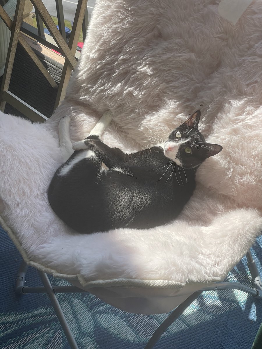 Gigi enjoying her rays today
#cats #sunshine #CatsOfTwitter #Sophnbeanpetcare #beautiful #BeKindAlways