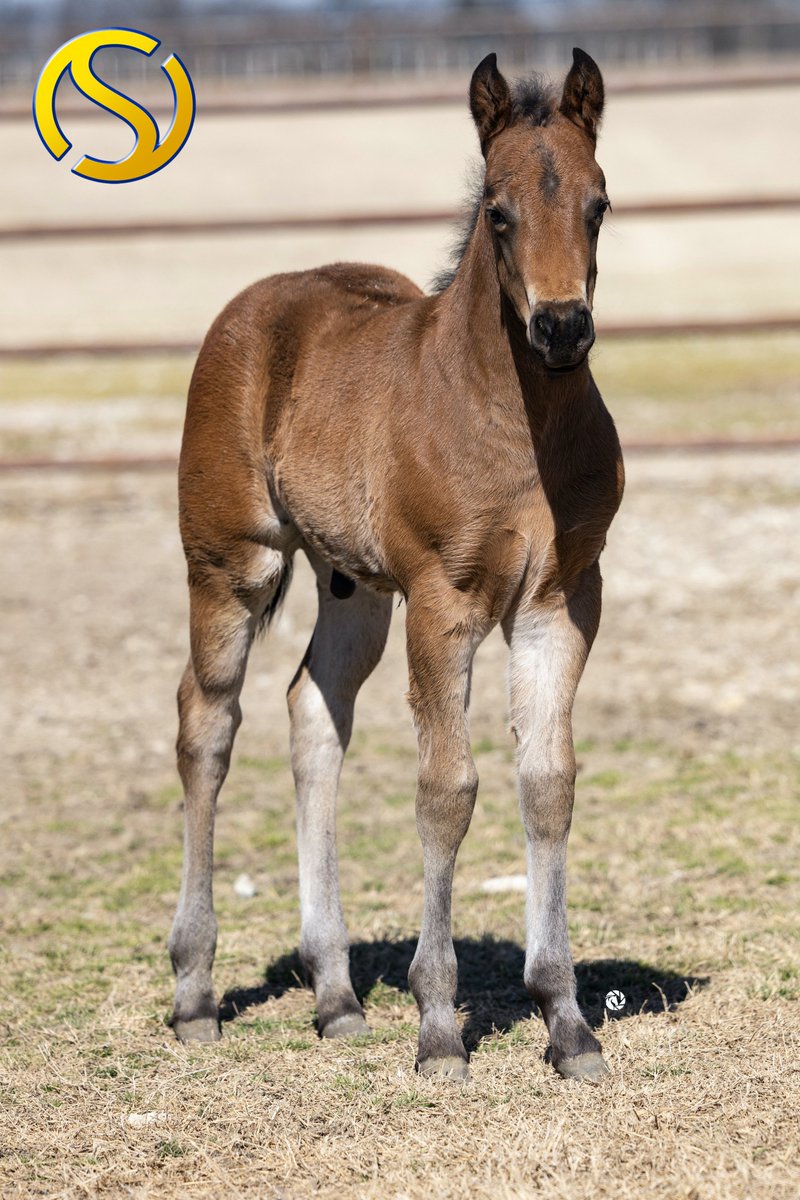SmartSpook's tweet photo. This colt has so much presence, you can't help but look at him!  He is by Smart Spook out of Setting Off Sparks.  Full brother to NRHA Open Futurity Co-Reserve Champion Spook Off Sparks, Spook N Sparkle, Spook In Sparks, and Settingofftobesmart.  

#SterlingRanch #SmartSpook https://t.co/i8zYICwKTf