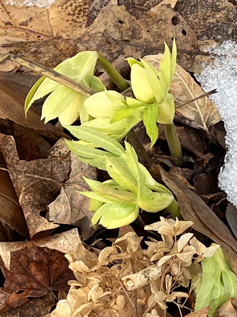 EricaObey's tweet photo. Hellebores today. #bombcyclone tomorrow. #catskillweather #flowersonfriday https://t.co/oXBloCUWg5