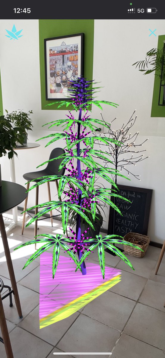 antoniomeic's tweet photo. @timbrown_CEO Mother Plants https://t.co/lQSER4okKY