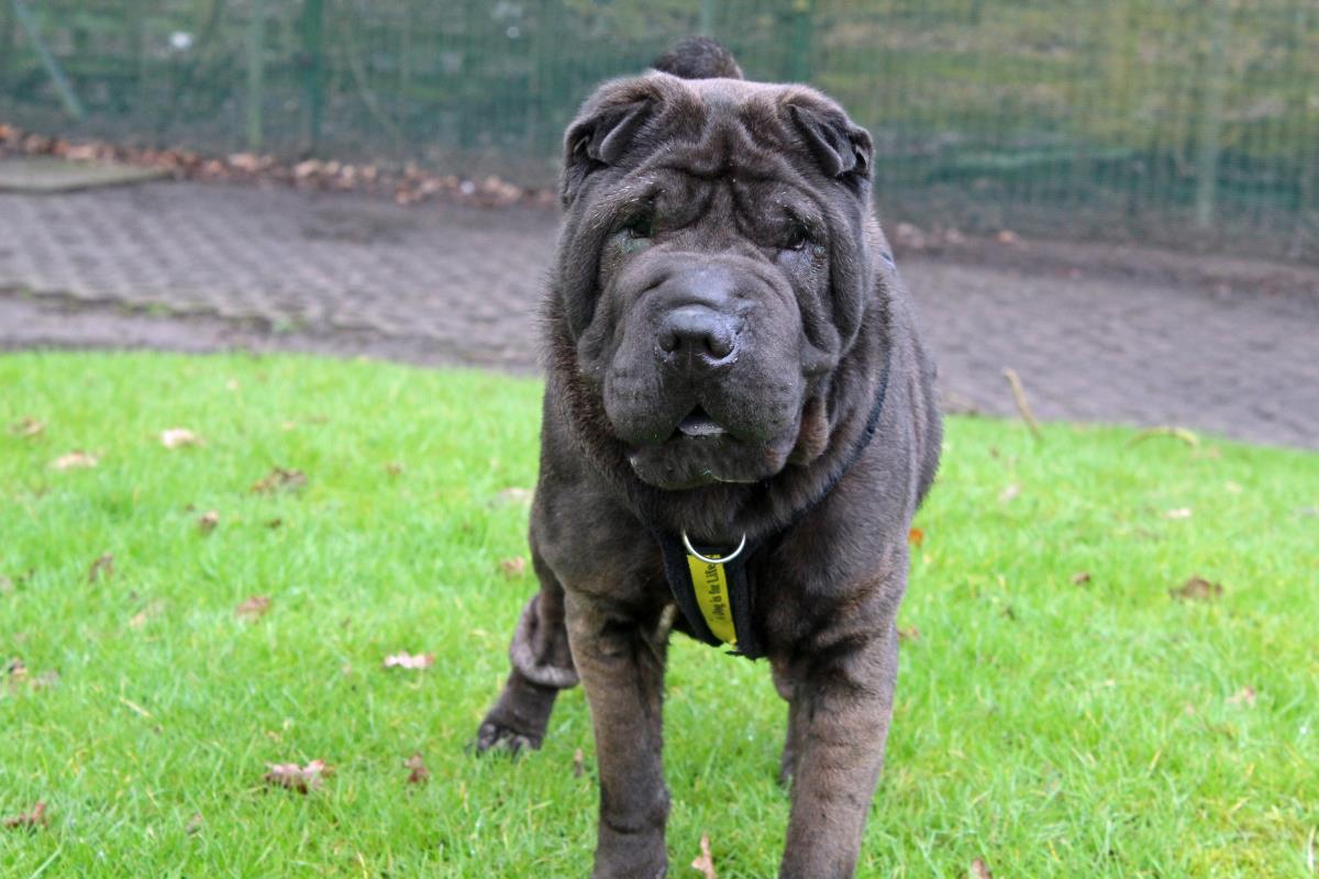 AdoptionsUk's tweet photo. lease retweet to help Martha find a home #LIVERPOOL #ENGLAND 
Lovely Share Pei aged 3, she has poor eye sight and is due to have surgery. She is looking for a loving home as the only pet, children aged 10+🍀
DETAILS or APPLY👇
https://t.co/RKQxf45n3Y…
#dogs #SharPei #RescueDogs https://t.co/yPjZytIEZw