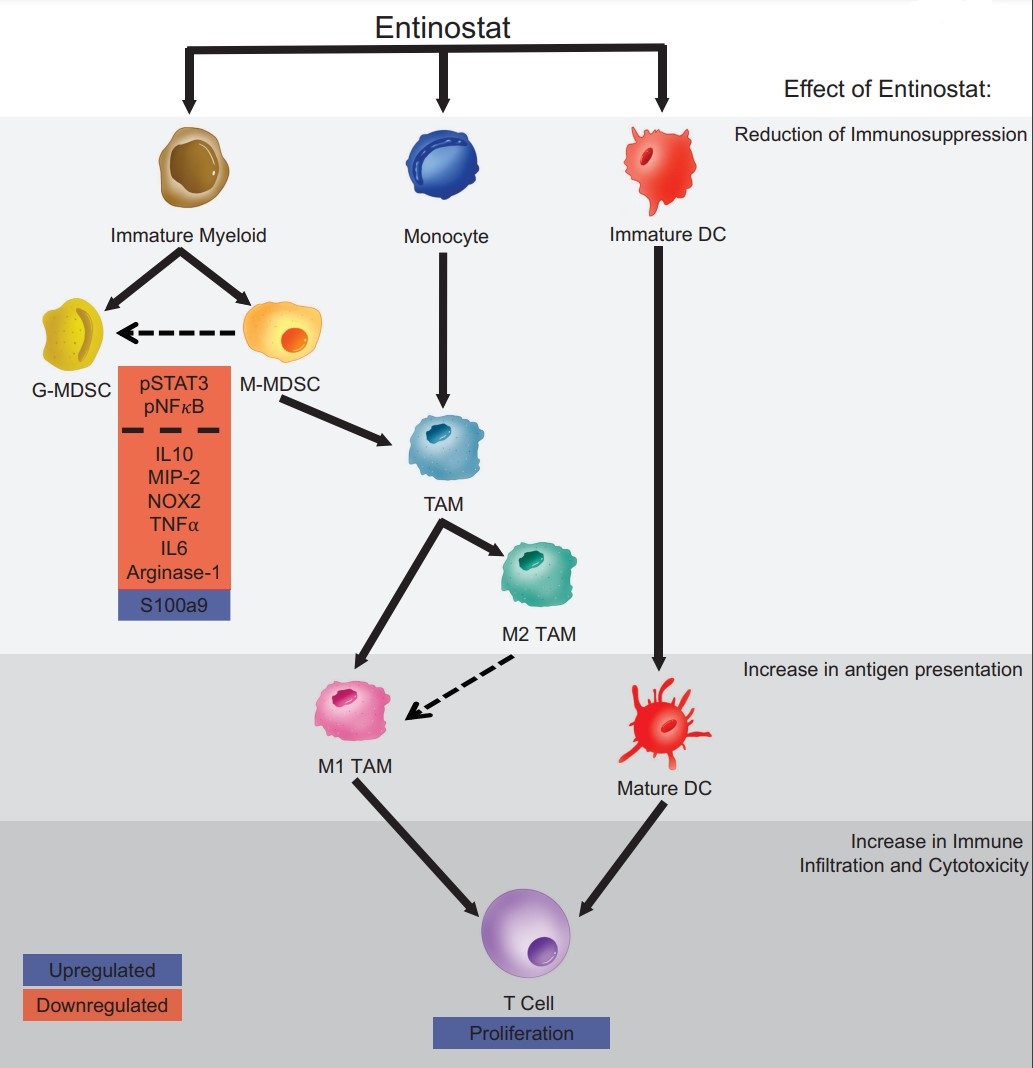 Cancer Immunology Research (@cir_aacr) on Twitter photo #ICYMI: Entinostat decreases immune suppression to promote anti-tumor responses in a HER2+ #breasttumor microenvironment by <a href="/DNSidiropoulos/">Dimitri Sidiropoulos</a> <a href="/christine_rafie/">Christine Rafie</a> @FertigLab <a href="/RoussosTorres/">Evanthia Roussos Torres, MD, PhD</a> et al.
bit.ly/3KzkLgL
<a href="/AaronGBaugh/">Aaron G. Baugh</a> <a href="/efaithd/">Emily Davis-Marcisak, PhD</a> <a href="/VeredStearns/">Vered Stearns</a> <a href="/RoisinMConnolly/">Roisin Connolly</a> <a href="/ltkagohara/">Luciane T Kagohara 🇧🇷🧬👩🏻🔬👩🏻💻</a> #ICYMI: Entinostat decreases immune suppression to promote anti-tumor responses in a HER2+ #breasttumor microenvironment by <a href="/DNSidiropoulos/">Dimitri Sidiropoulos</a> <a href="/christine_rafie/">Christine Rafie</a> @FertigLab <a href="/RoussosTorres/">Evanthia Roussos Torres, MD, PhD</a> et al.
bit.ly/3KzkLgL
<a href="/AaronGBaugh/">Aaron G. Baugh</a> <a href="/efaithd/">Emily Davis-Marcisak, PhD</a> <a href="/VeredStearns/">Vered Stearns</a> <a href="/RoisinMConnolly/">Roisin Connolly</a> <a href="/ltkagohara/">Luciane T Kagohara 🇧🇷🧬👩🏻🔬👩🏻💻</a>