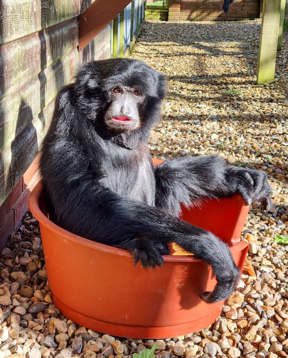 RT @TenerifeTommy: RT @twoellstwoehs: RT @MonkeyIOW: Bog in a basket 😂

#siamang #FridayMood #chill #gibbon #iow #monkeyhaven