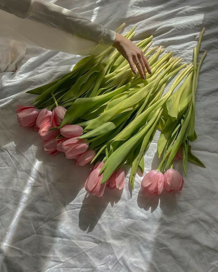 eliesaaabs's tweet photo. Tulips https://t.co/FwK8JFfgz9