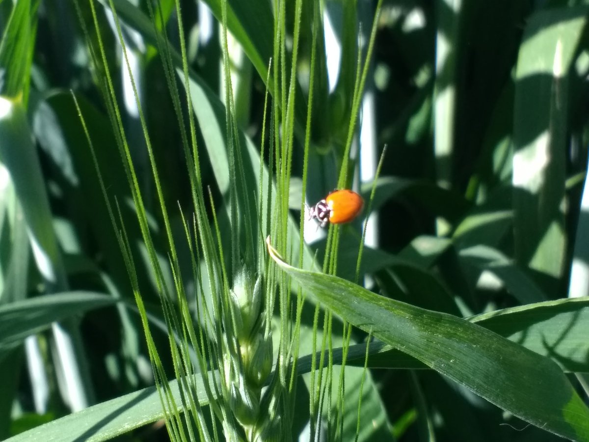 Ya los pulgones andan sueltos en los trigos... Pero detrás de ellos también están sus depredadores como las catarinas. 

Necesario el monitoreo y de ser necesario aplicar insecticidas selectivos como pirimicarb, flupyradifurone, sulfoxaflor, spinotetramat.

<a href="/CIMMYT/">CIMMYT</a>