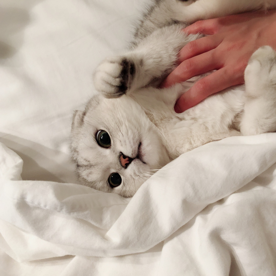Cheating cat🐱 tweet media