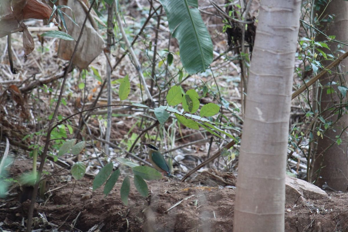 The 2 most recent additions to our fellow residents at the farm. The Tickell's Blue Flycatcher and the Indian Pitta #birding #Bangalore #NaturalFarming #Restoration