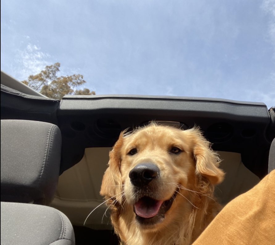 WrigleyGolden's tweet photo. Just a 78-degree Florida morning Jeep ride https://t.co/JewpME7pGK