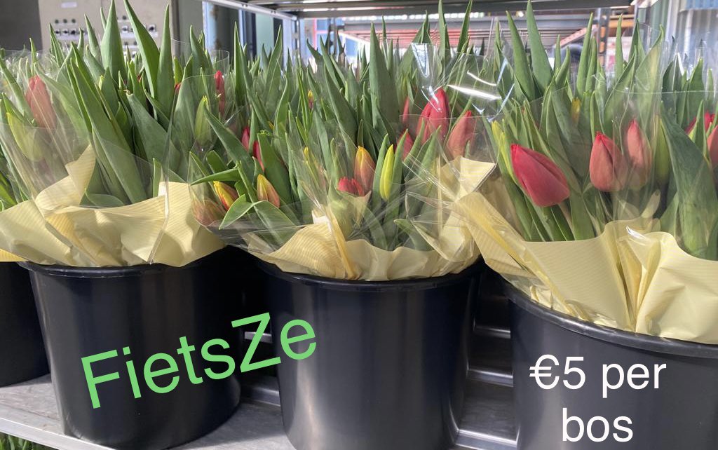 De tulpen staan al klaar! 
Morgen tussen 9 en 16 uur komen we bij u aan de deur in Boijl en Vledder! 
Graag gepast en contant betalen! 
Ons gemist? U kunt ze ook tot 15:30 afhalen bij Middenweg 4 in Vledder. OP = OP
Geen tulpen, wel doneren?
fietsze.kentaa.nl

#tulpen #mtb