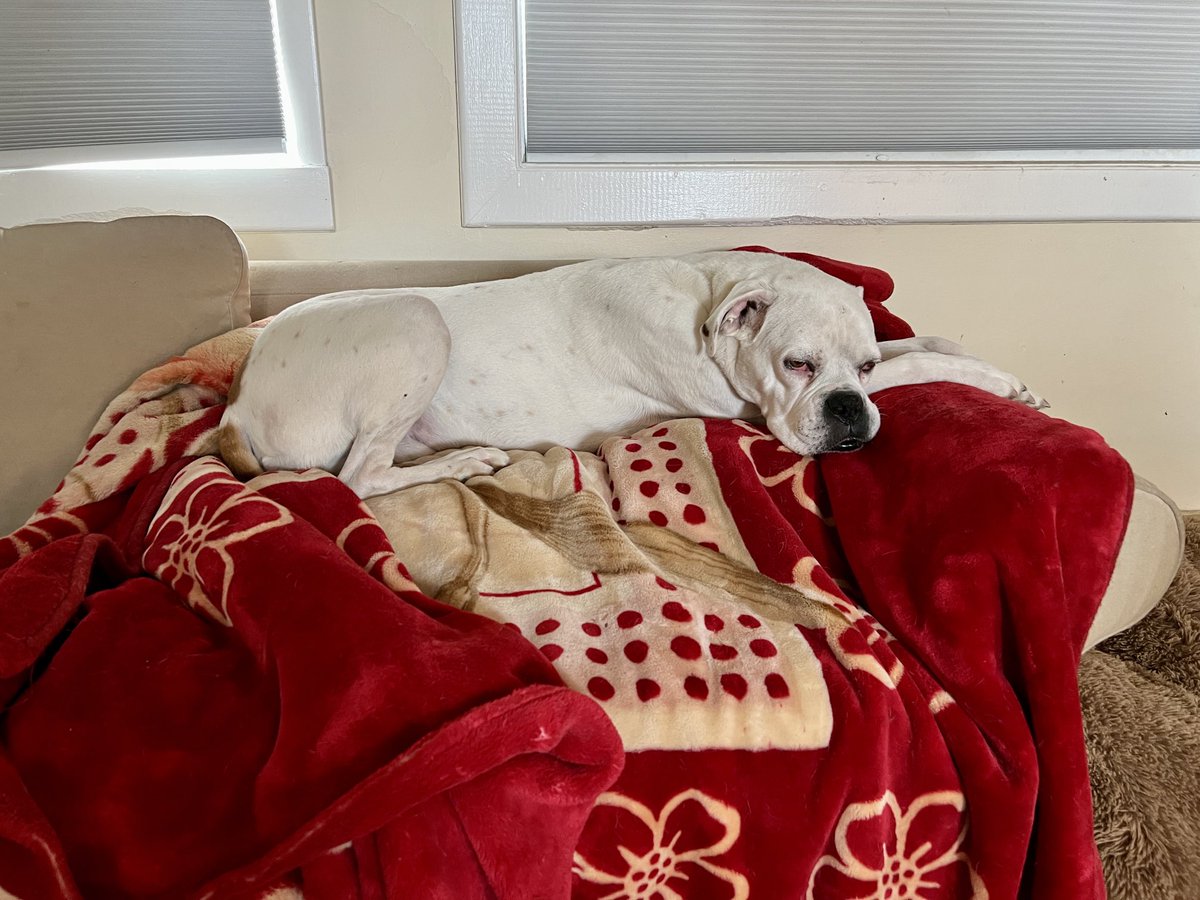 m_crouton's tweet photo. Rolling into Friday like. Zzzz. What is everyone planning for the weekend? #FridayMotivation #Morning #Nope #NapNeeded #Oscar #BoxerDog #Boxer #DogsofTwitter https://t.co/sGDnzMVzxW