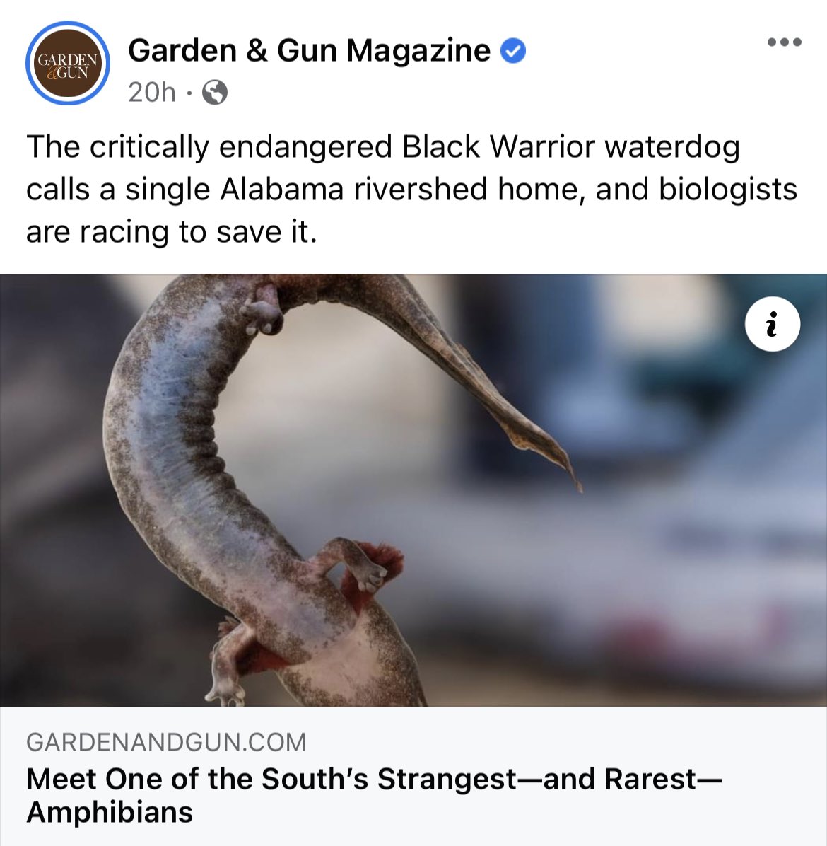 BWRiverkeeper's tweet photo. “Godwin, Jenkins, and a network of conservation partners, including the Amphibian and Reptile Conservancy, the Black Warrior Riverkeeper, the Nature Conservancy, and federal agencies, are scrambling to bring back the species….” -@gardenandgun https://t.co/OxVF5v4TvM https://t.co/PUh7pWL03W