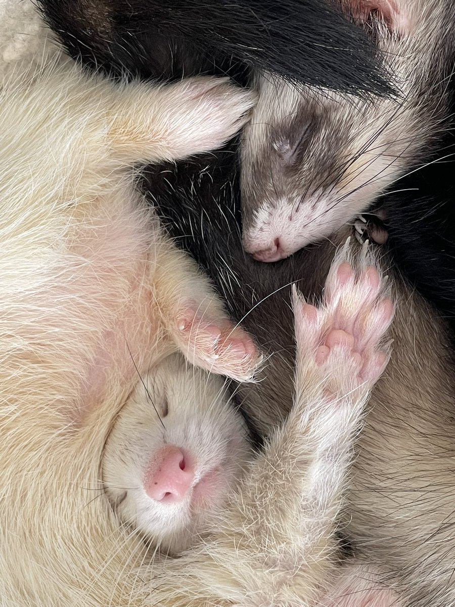raggyrat's tweet photo. Utterly ridiculous #ferrets #catsnakes https://t.co/9xQPXUPzqG