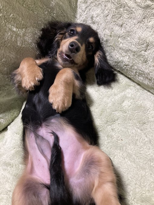 いぬおるーーーーー!!!!!!! 