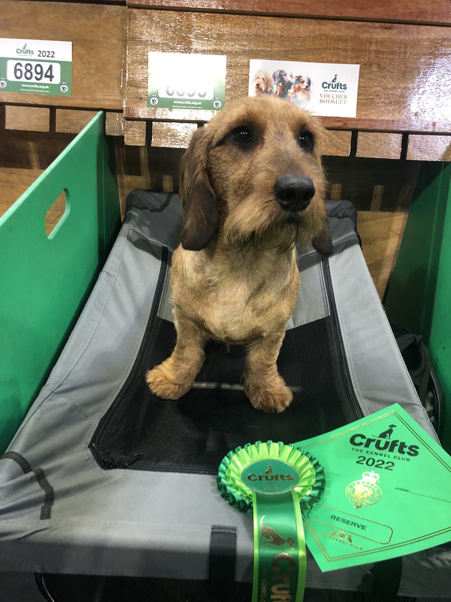 kevmaher1's tweet photo. Very pleased with Sonny’s @Crufts debut. Reserve certificate 🐶💙 #wirehaireddachshund https://t.co/MCIpIh0kYh