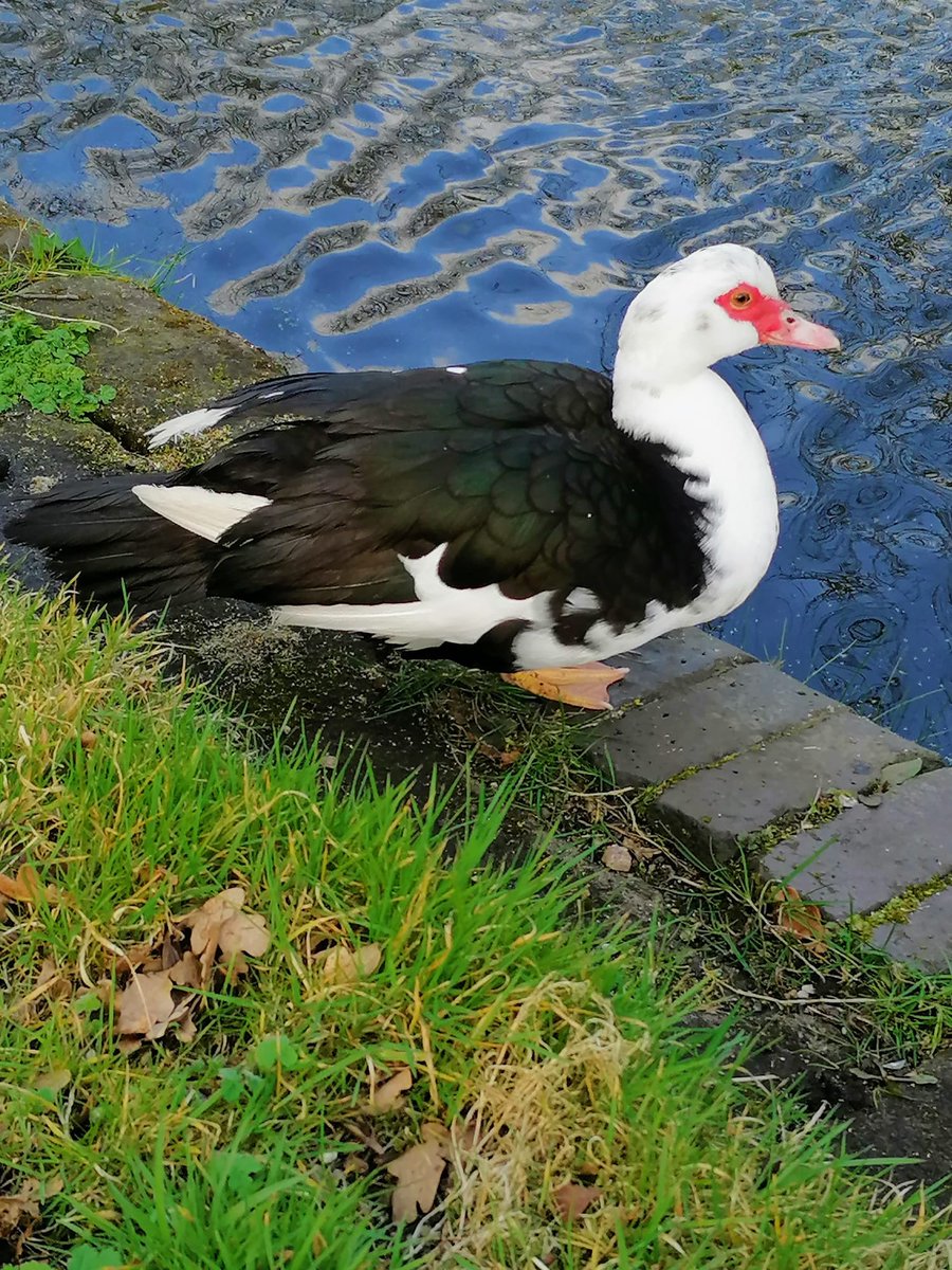 run_taz's tweet photo. Our Nature and Photography themed walks are proving popular from Perry Barr Yard.
Join us every Thursday at 10am from Perry Barr Top Lock on Tame Valley Canal B42 2LZ
#Letswalk
#Letscapture
@CRTWestMidlands
@CanalRiverTrust
#lifesbetterbywater
#gettinggamesready https://t.co/55auLeqoFU