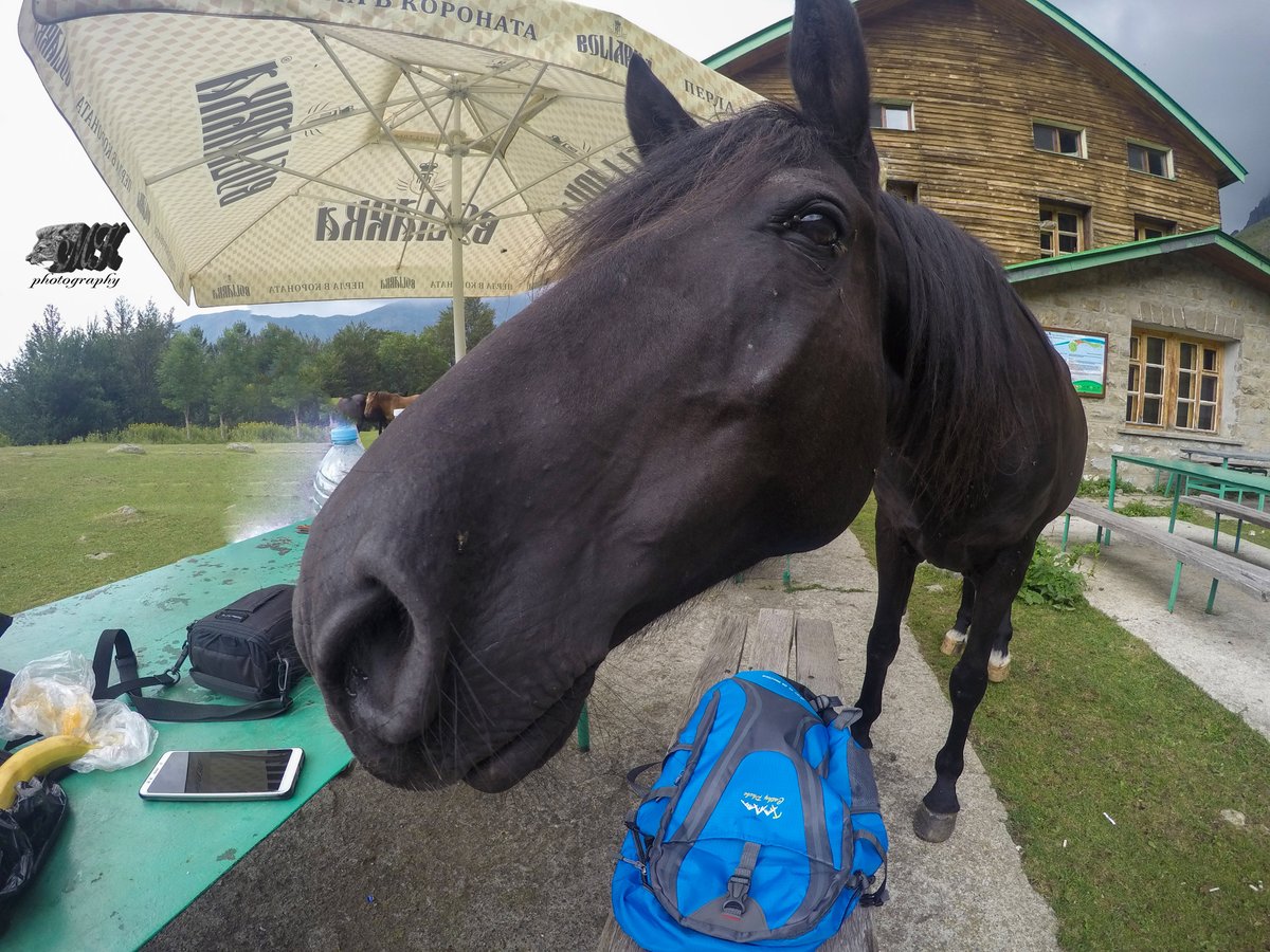 Nature and animals / Bulgaria (@chilikov91) on Twitter photo 