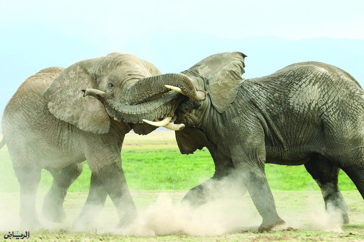 8 слоников. Африканский слон. Слон в Африке. Слоны защищаются.